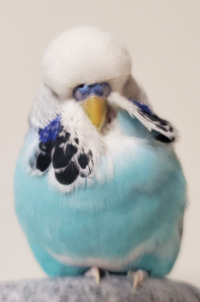 ぺーちゃん tweet media