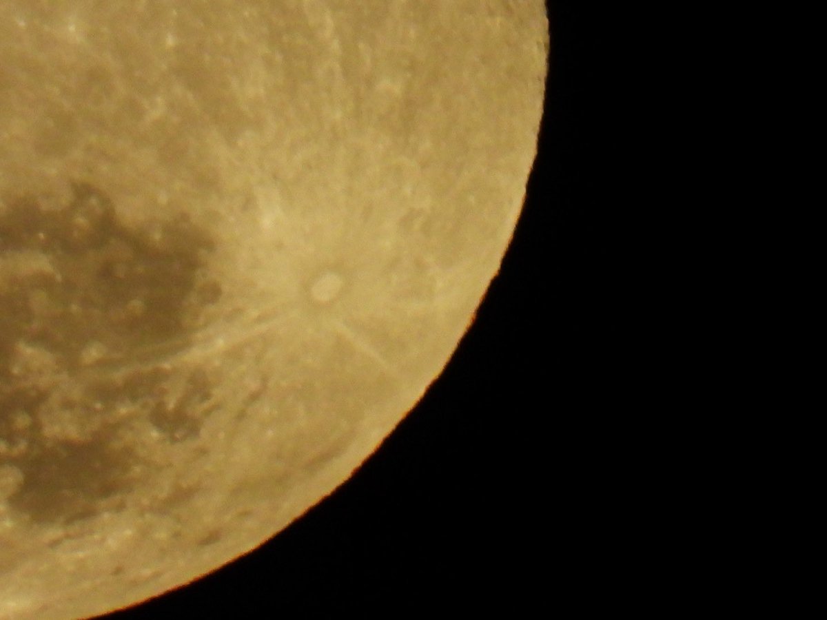 porco1958 🇹🇴🇺🇦🍊🦄🏉 tweet media