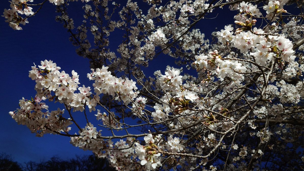 Cat0211Luna's tweet photo. #Mステ
今日のMステは録画して帰りに大阪城公園で夜桜見てきたよ🌸

お城のライトアップは初めてみたけどすごい綺麗で感動しちゃった🤗🏯 https://t.co/8ox1Sjsvll
