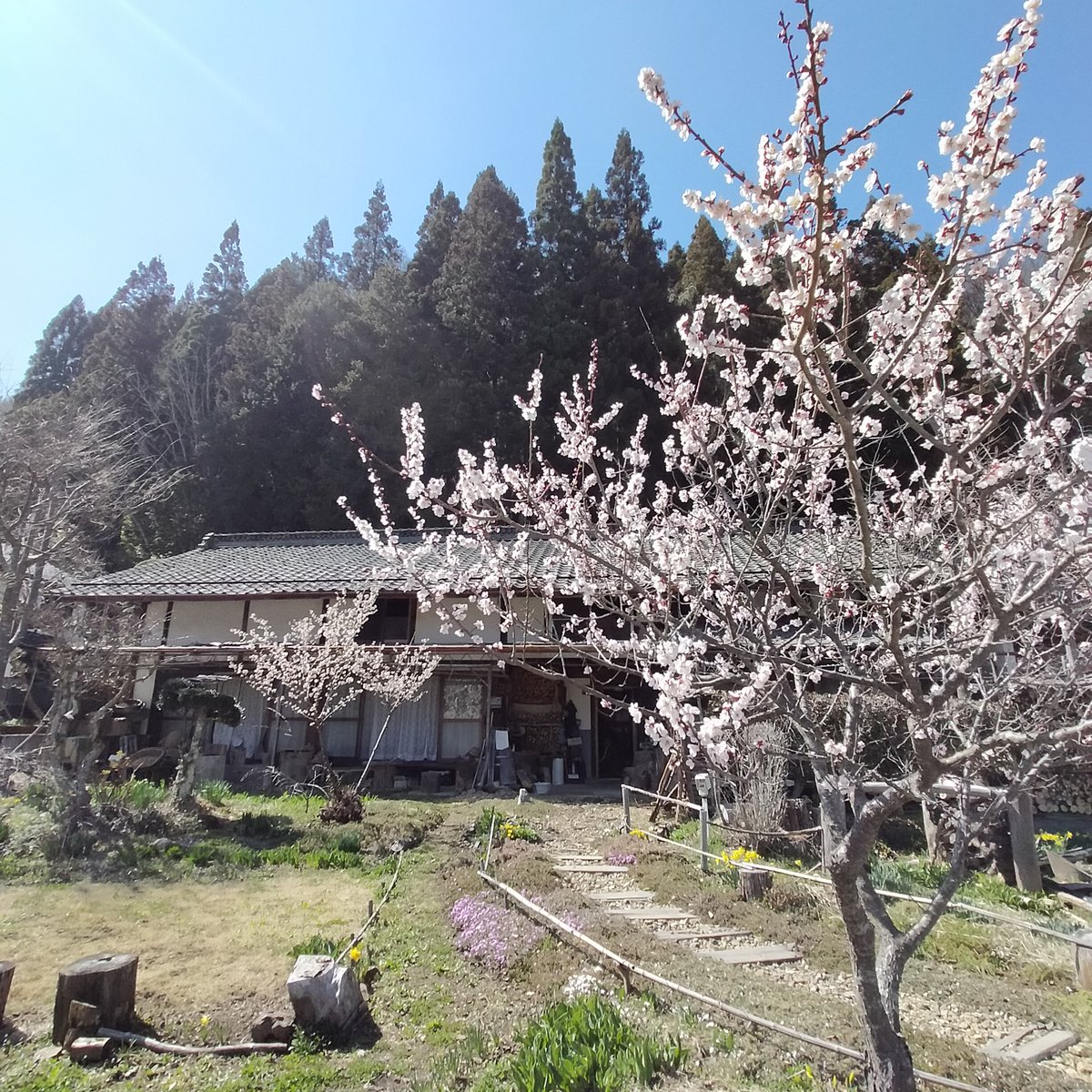 お庭の梅　満開🤗

#古民家カフェ