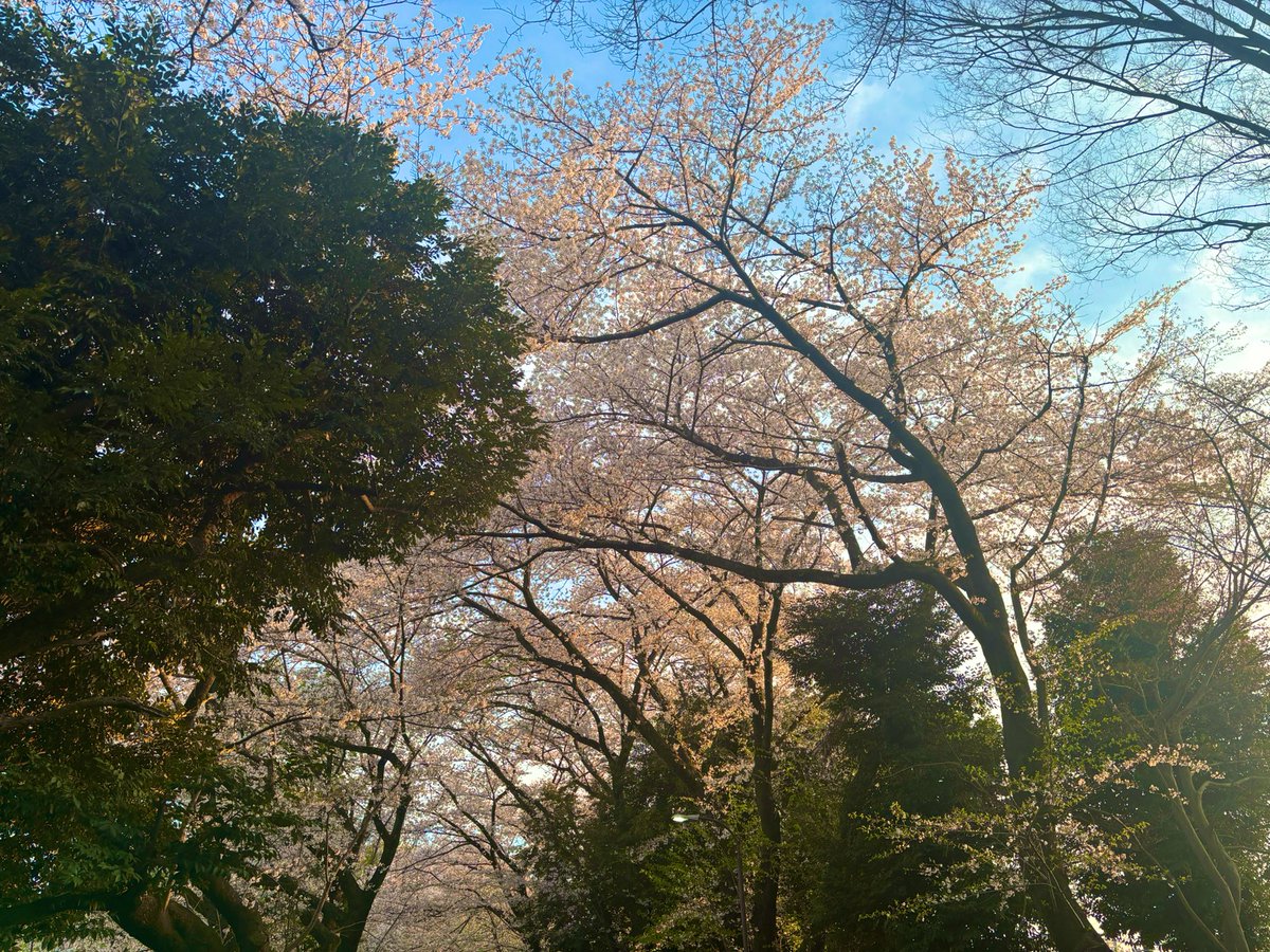 団地ノ宮琴子/左脳溶子 tweet media