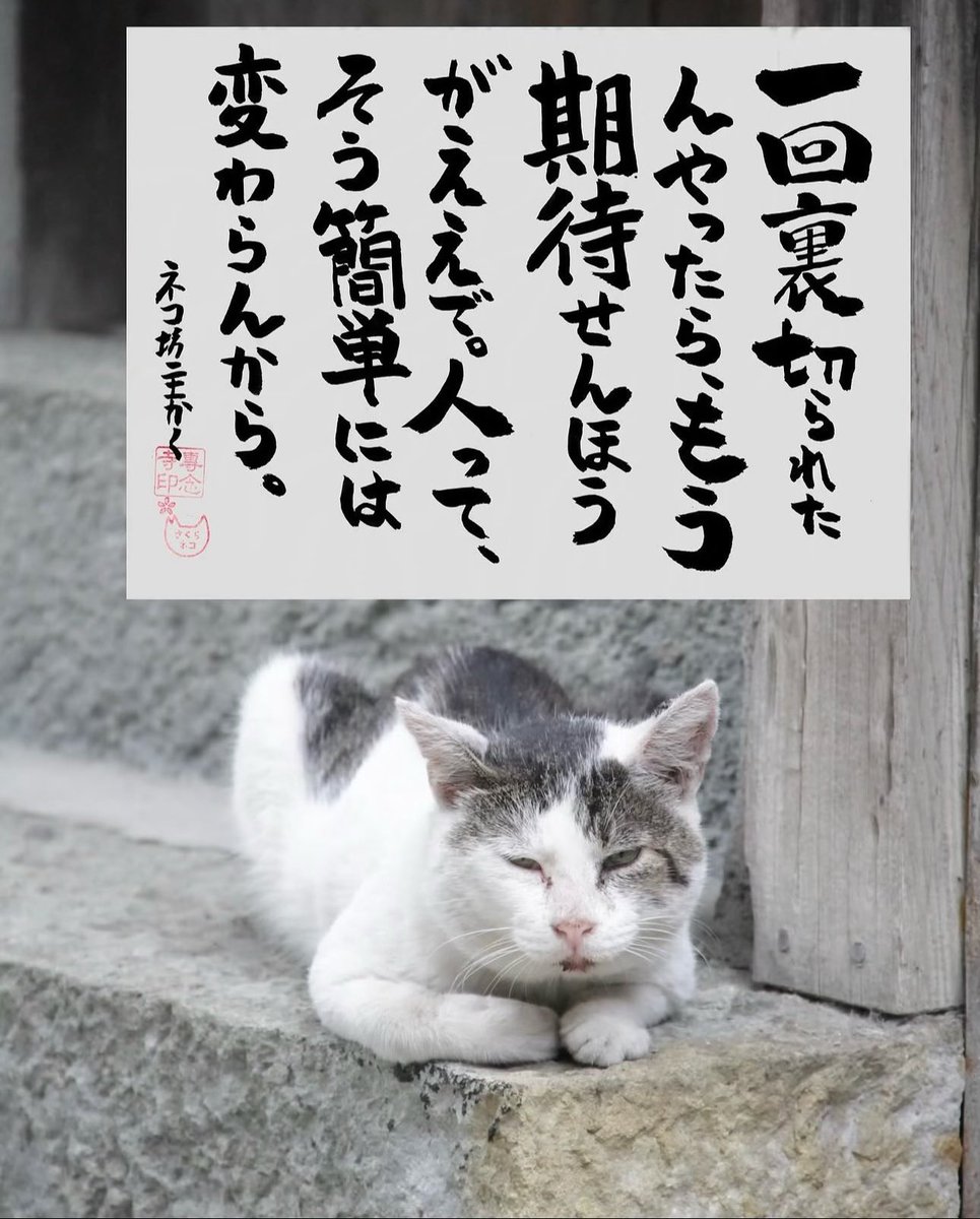 専念寺/ネコ坊主 tweet media