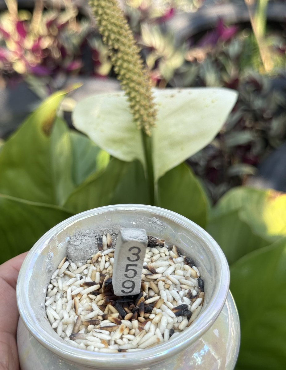 กะทิโพยเขียว tweet media