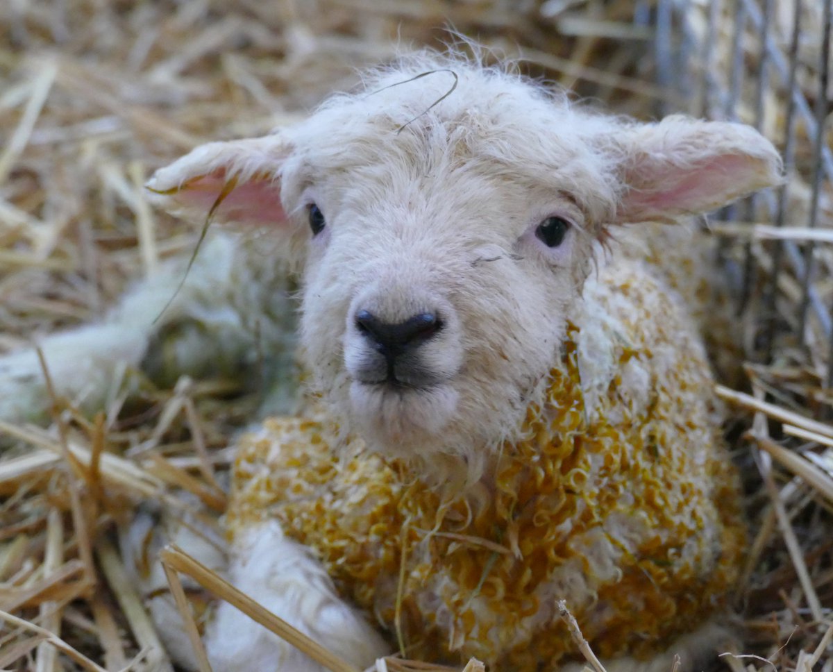 SmallholdersUK (find us on BlueSky) tweet media