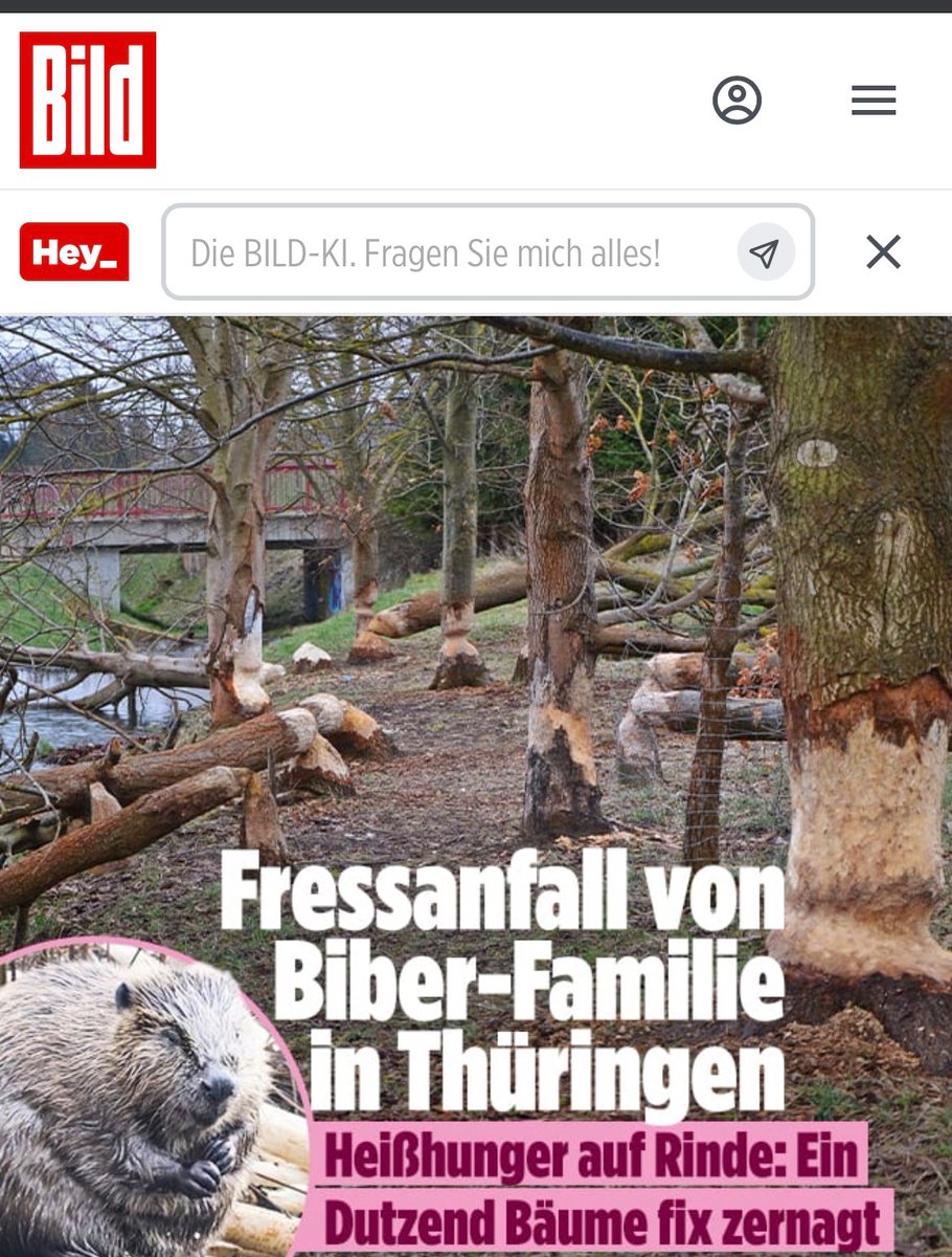 FFeigling's tweet photo. Offensichtlich haben die Biber endgültig die Schnauze voll von Thüringen und fangen an, es zu vernichten https://t.co/d7xXHSJfzJ