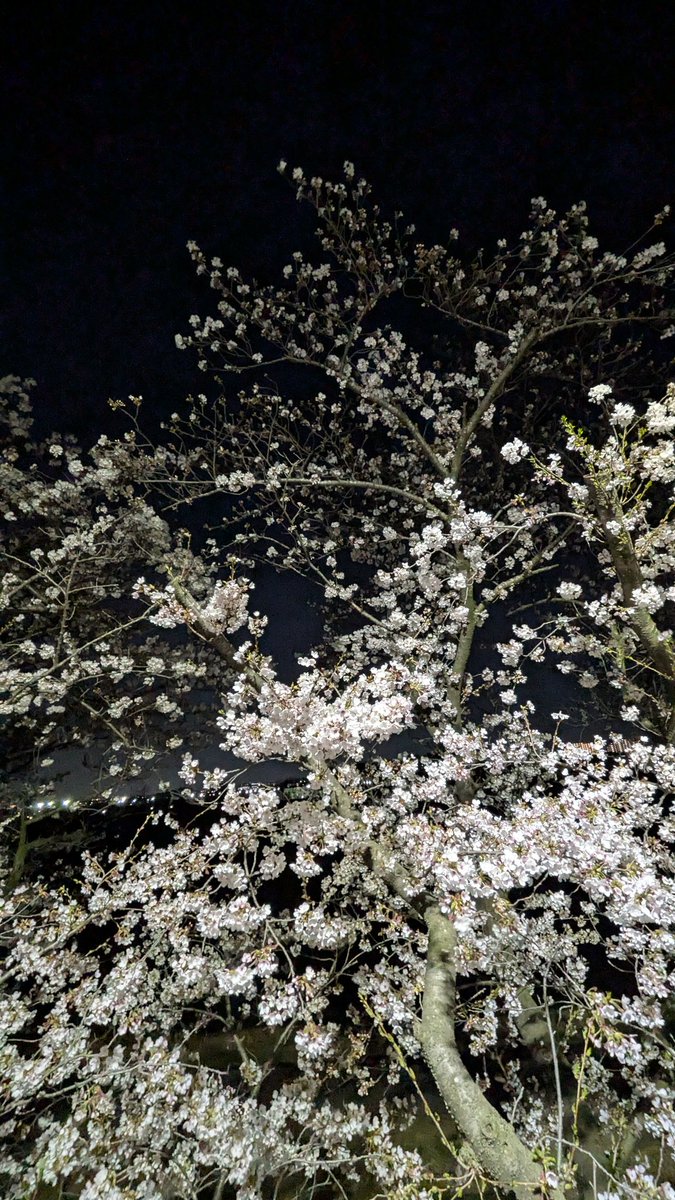 ひでしば🦙 tweet media