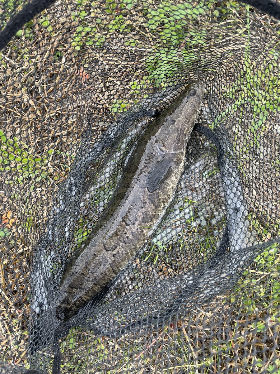 ティンゴ tweet media