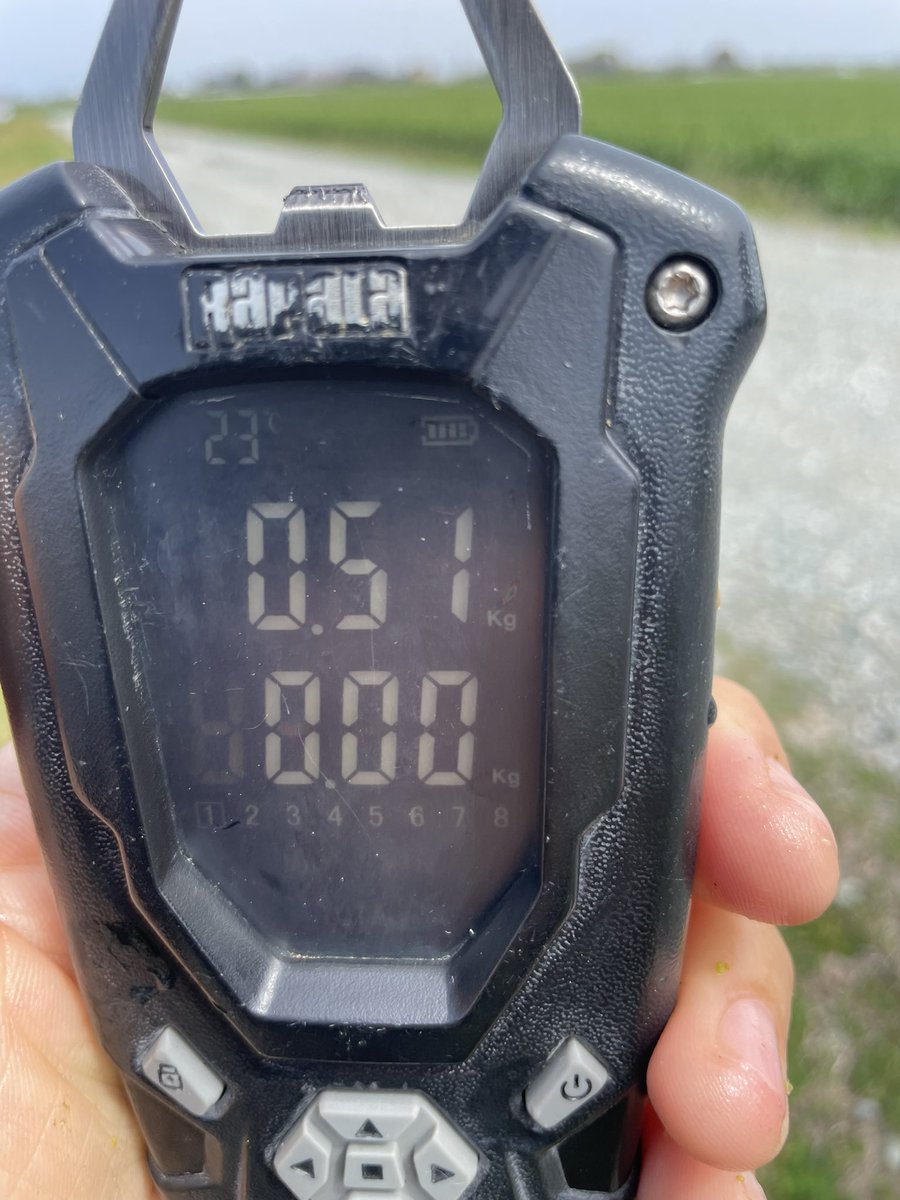 ティンゴ tweet media