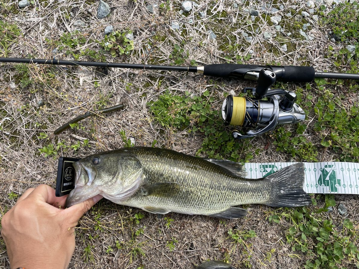 ティンゴ tweet media