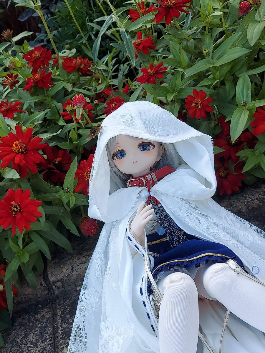 黒百合『ちゃん』 tweet media