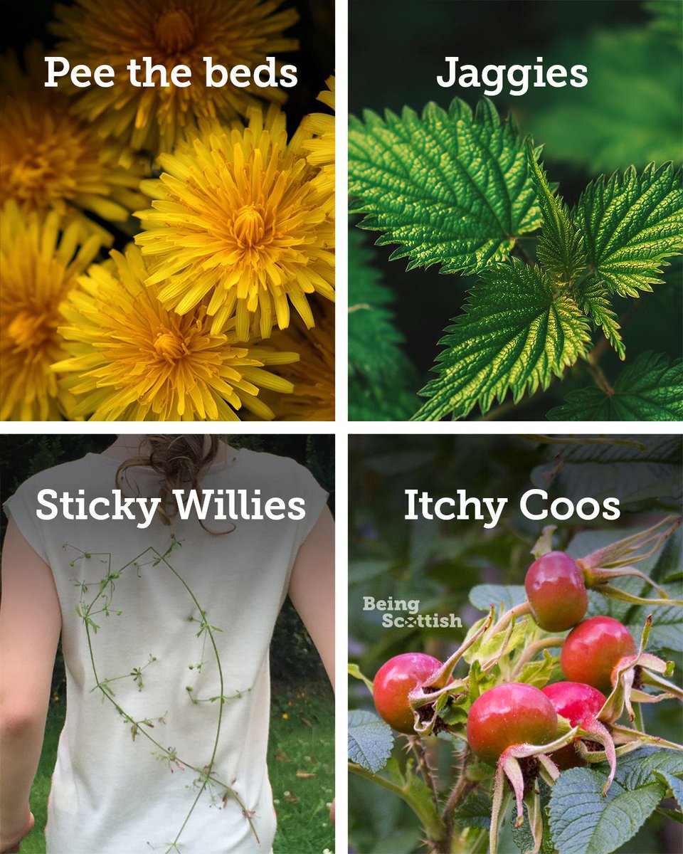 Being Scottish tweet media