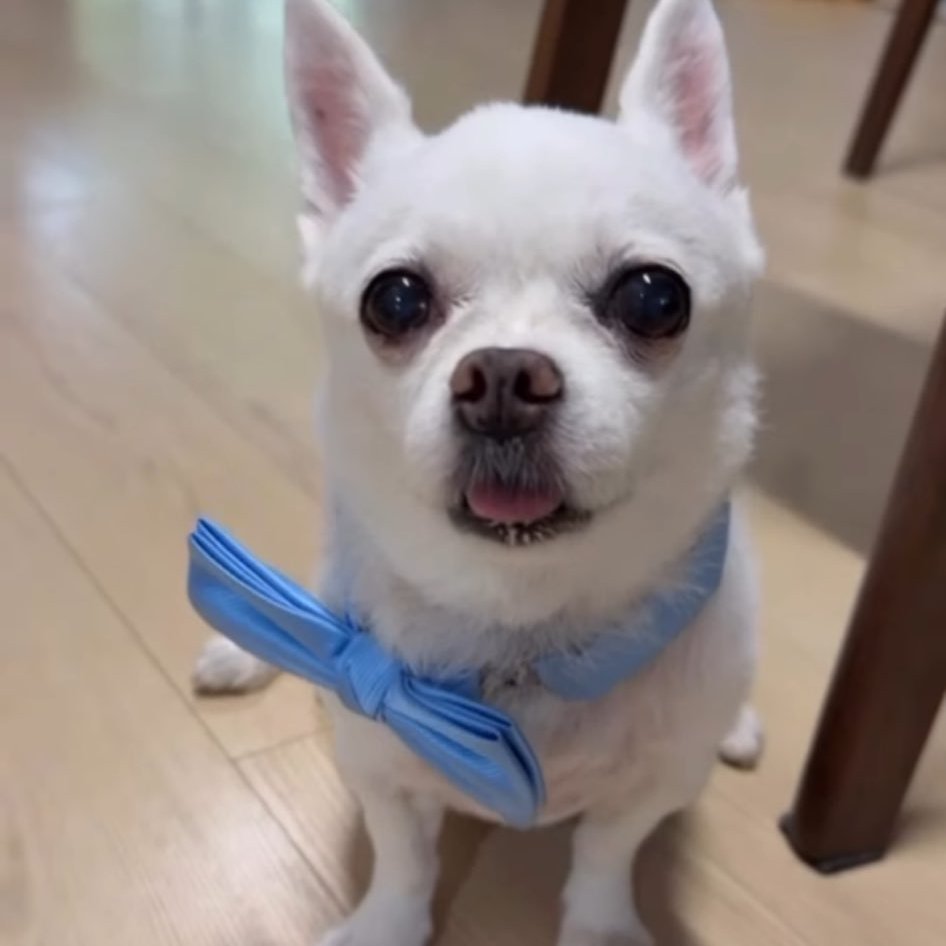 𓆩⟡𓆪 แจ้มใจ๋ 𓆩⟡𓆪 หม่าม๊าของดีสี่ tweet media