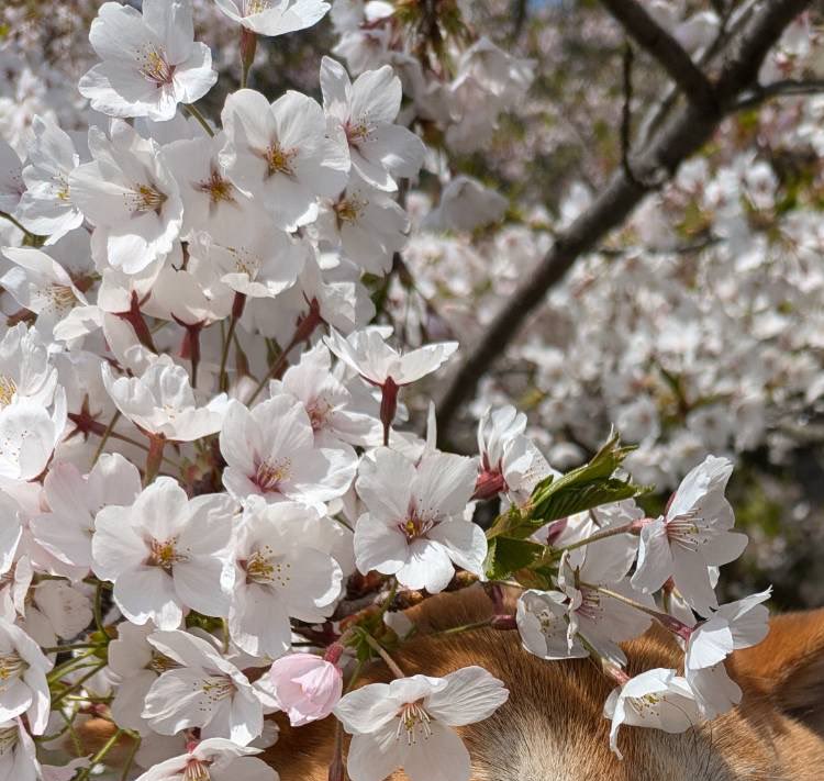 だんだん気温が上がり桜も咲き始め、春がきていますね。国立までだんだん日にちが近づくにつれ待ち遠しく思う気持ちが高ぶる毎日です。今週もまたお疲れ様でした皆様よい週末を、せ〜のZIP！🙌