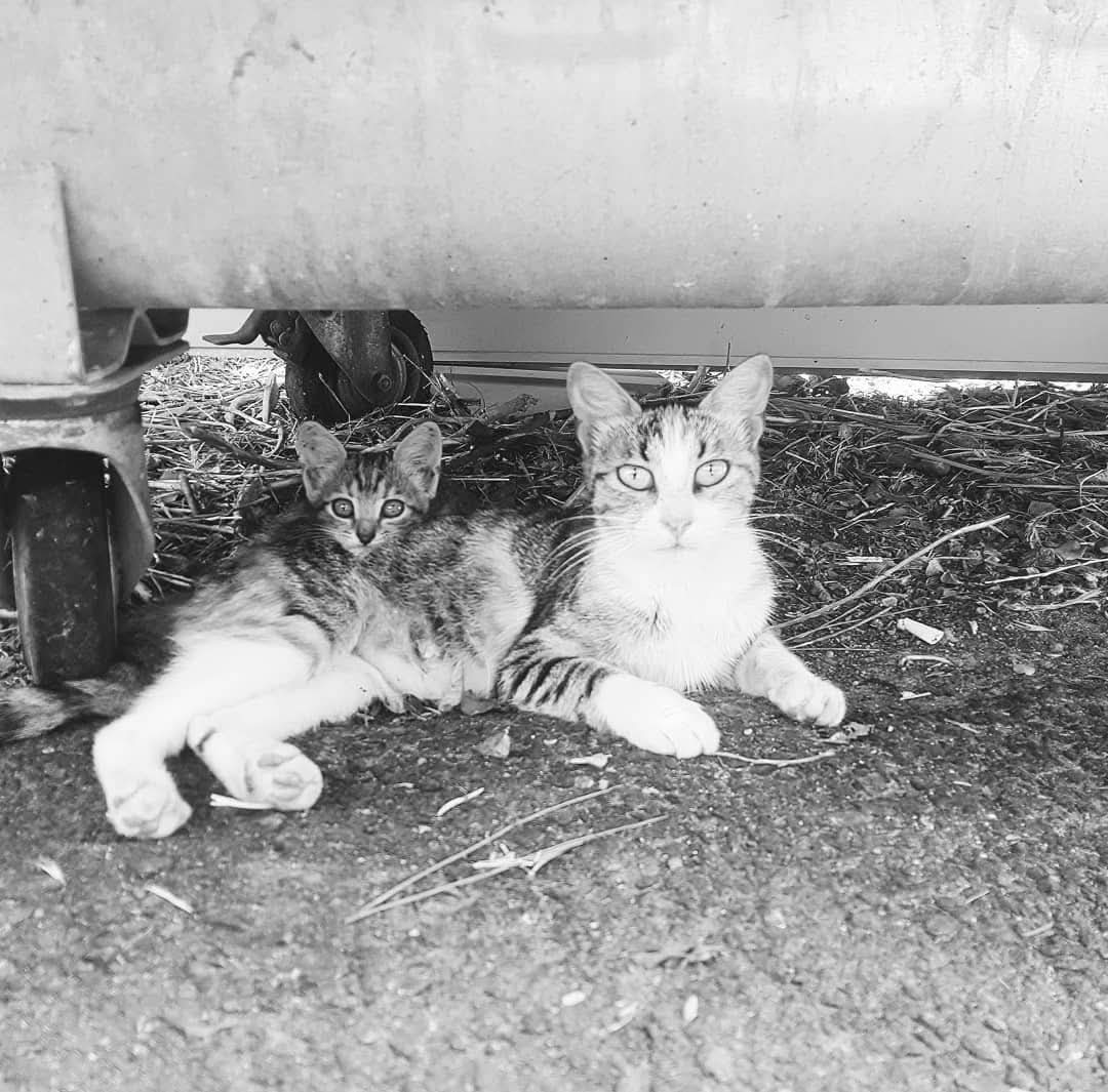 Dilan Oktay tweet media