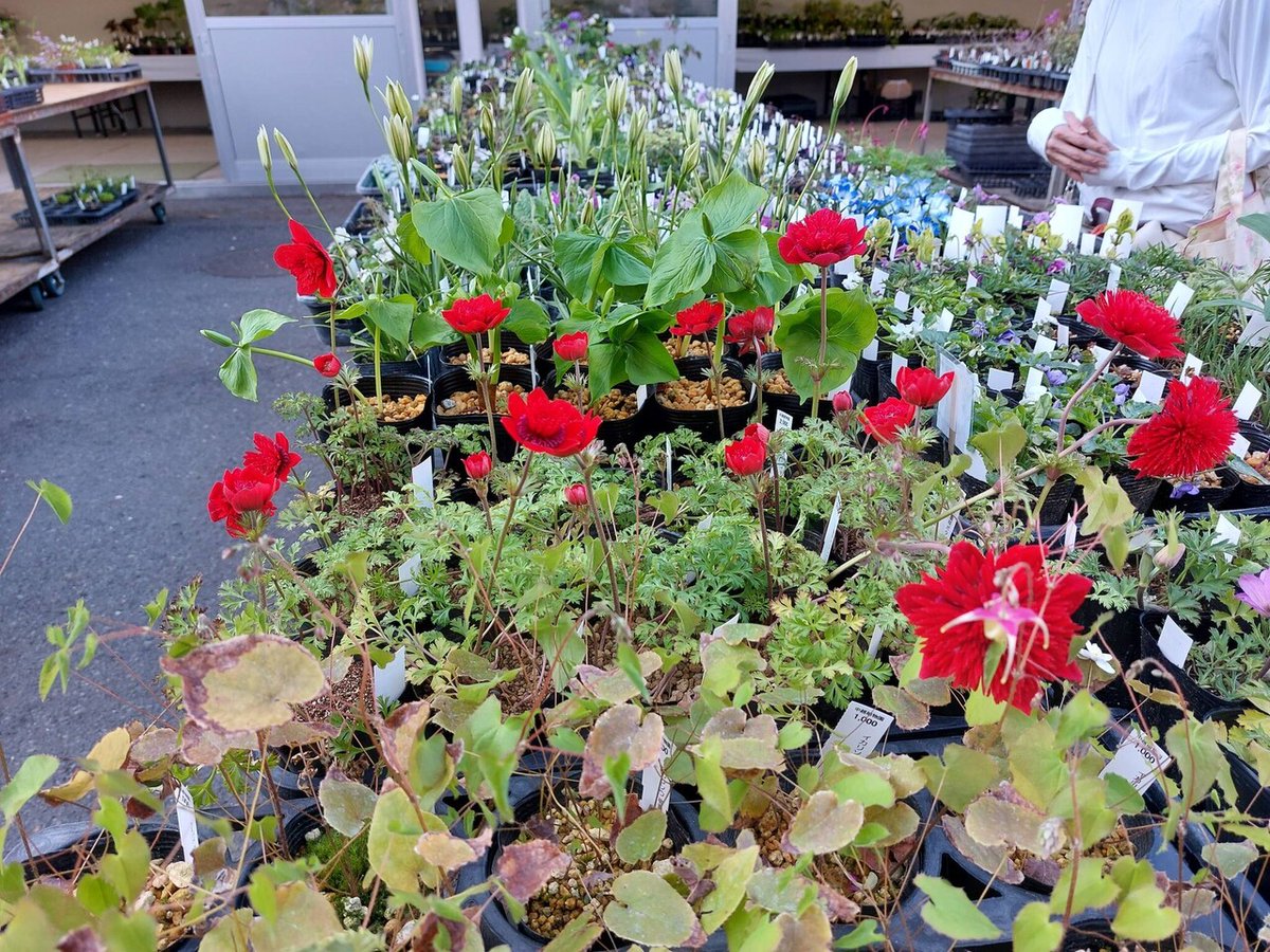 株式会社中越植物園 Chuetsu Garden Studio tweet media