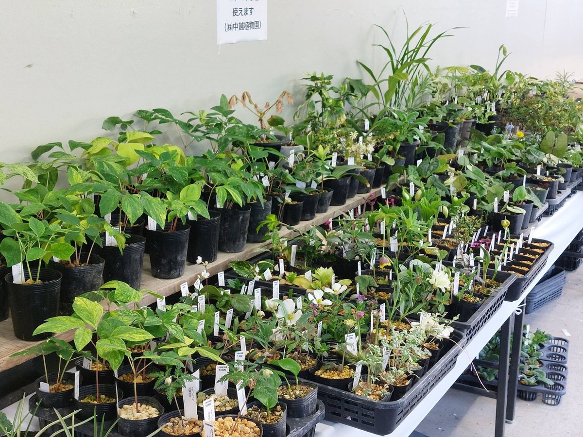 株式会社中越植物園 Chuetsu Garden Studio tweet media