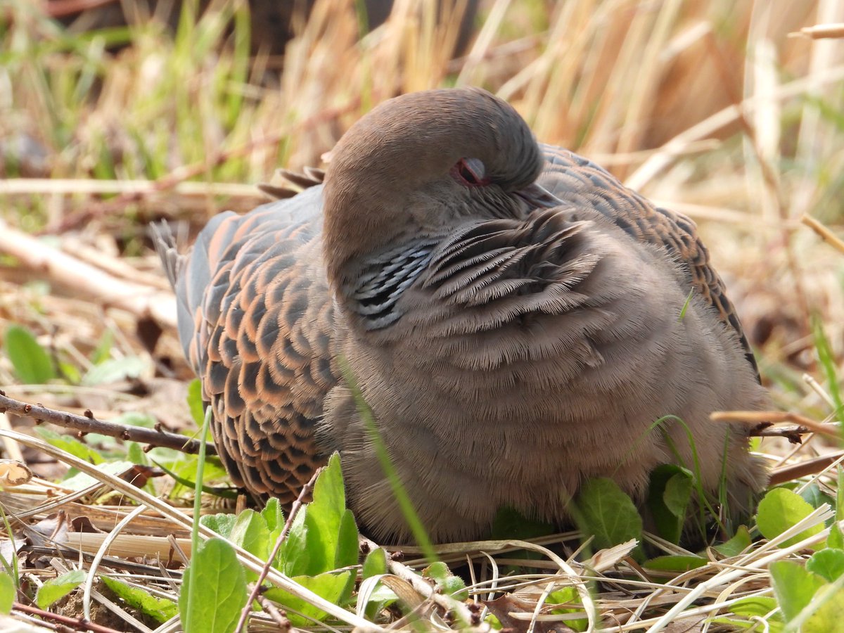 윤_ starlight Cybister ✨ tweet media