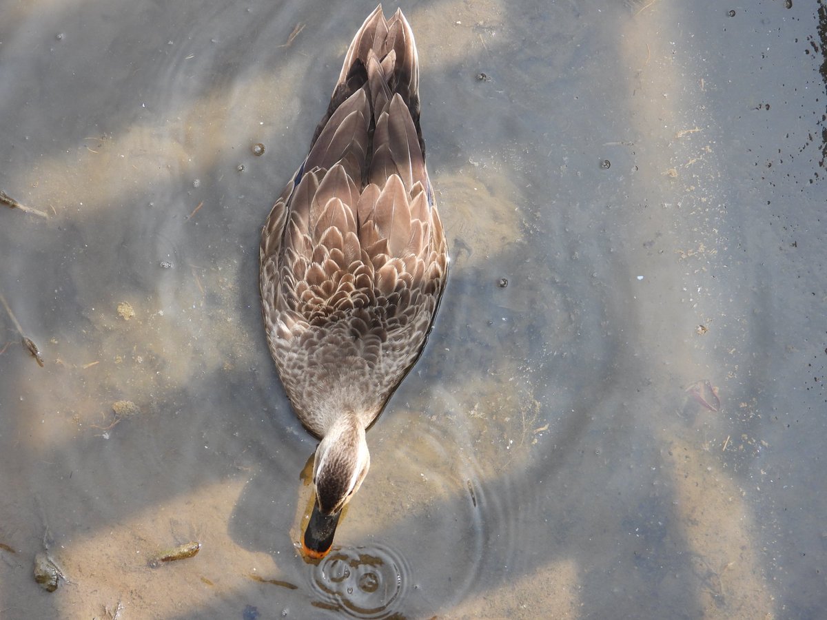 윤_ starlight Cybister ✨ tweet media