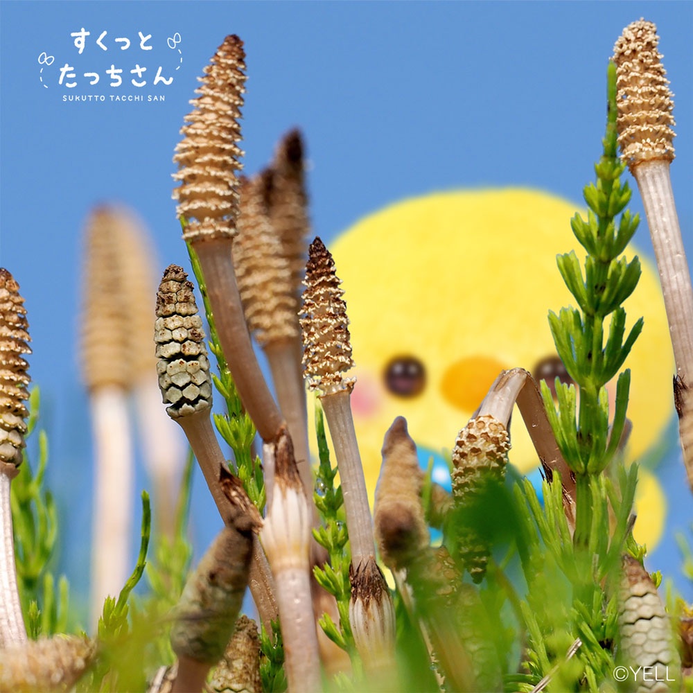 すくっとたっちさんʚ🎀ɞ tweet media