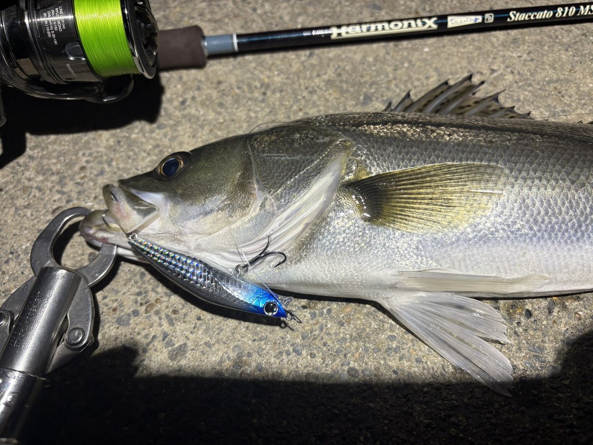 watanu_repu's tweet image. 久しぶりの利根川！！
思ったより水中の季節は進んでるらしい。

悶絶ボイルのシーズン到来……
ボッコンボッコンボイルしてるけど捕食してるのは極小ベイト。

#バンク82S、#スウィーフィッシュ88S をトウィッチしてリアクションで食わせる！！

#PSC
#ポジドラ
#スタッカート810