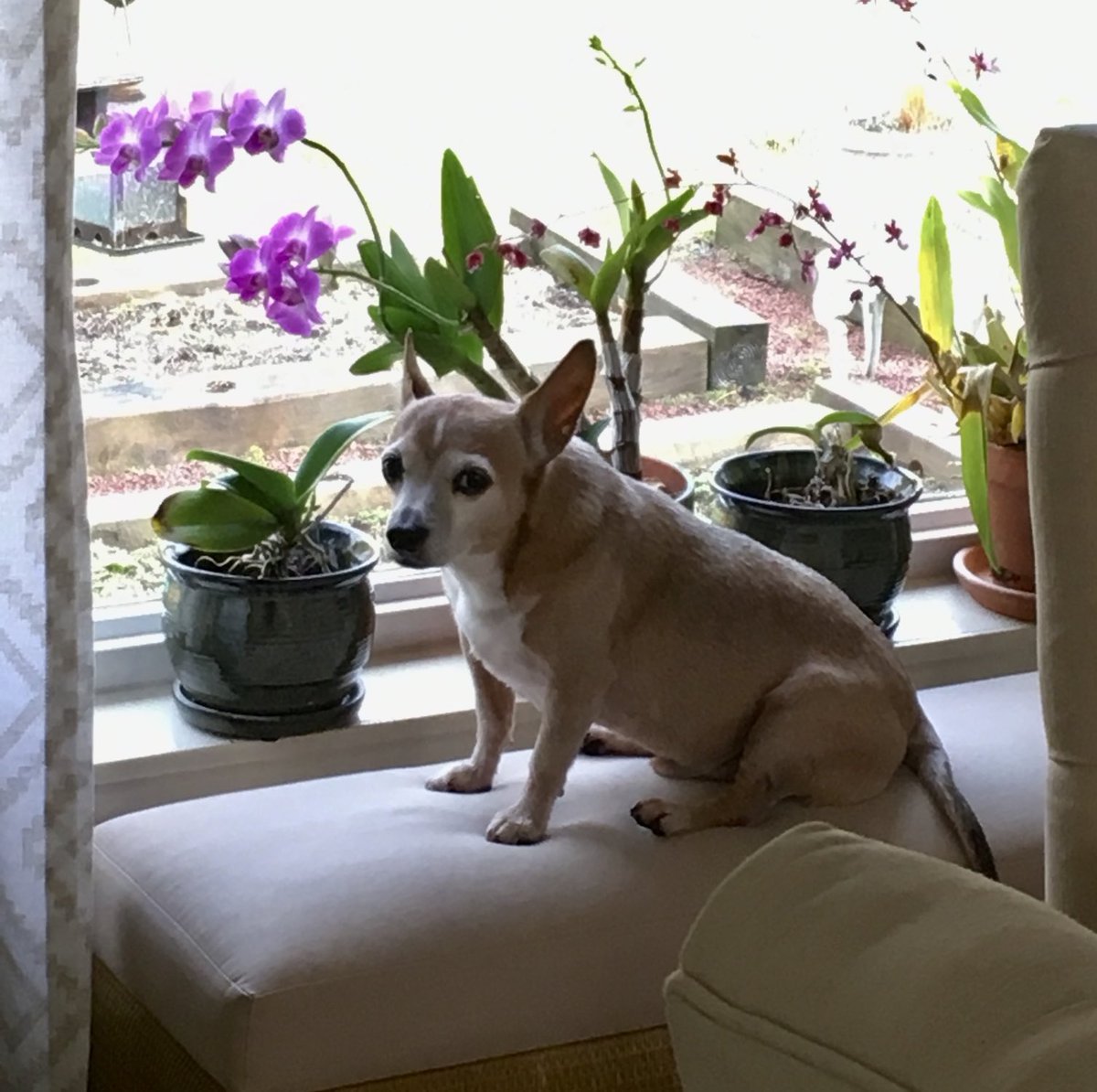 Bruiser31824417's tweet image. #FlashbackFriday
#FureverLoved

Bruiser and the Orchids 💜

(the orchids are still here and he isn’t 😢)