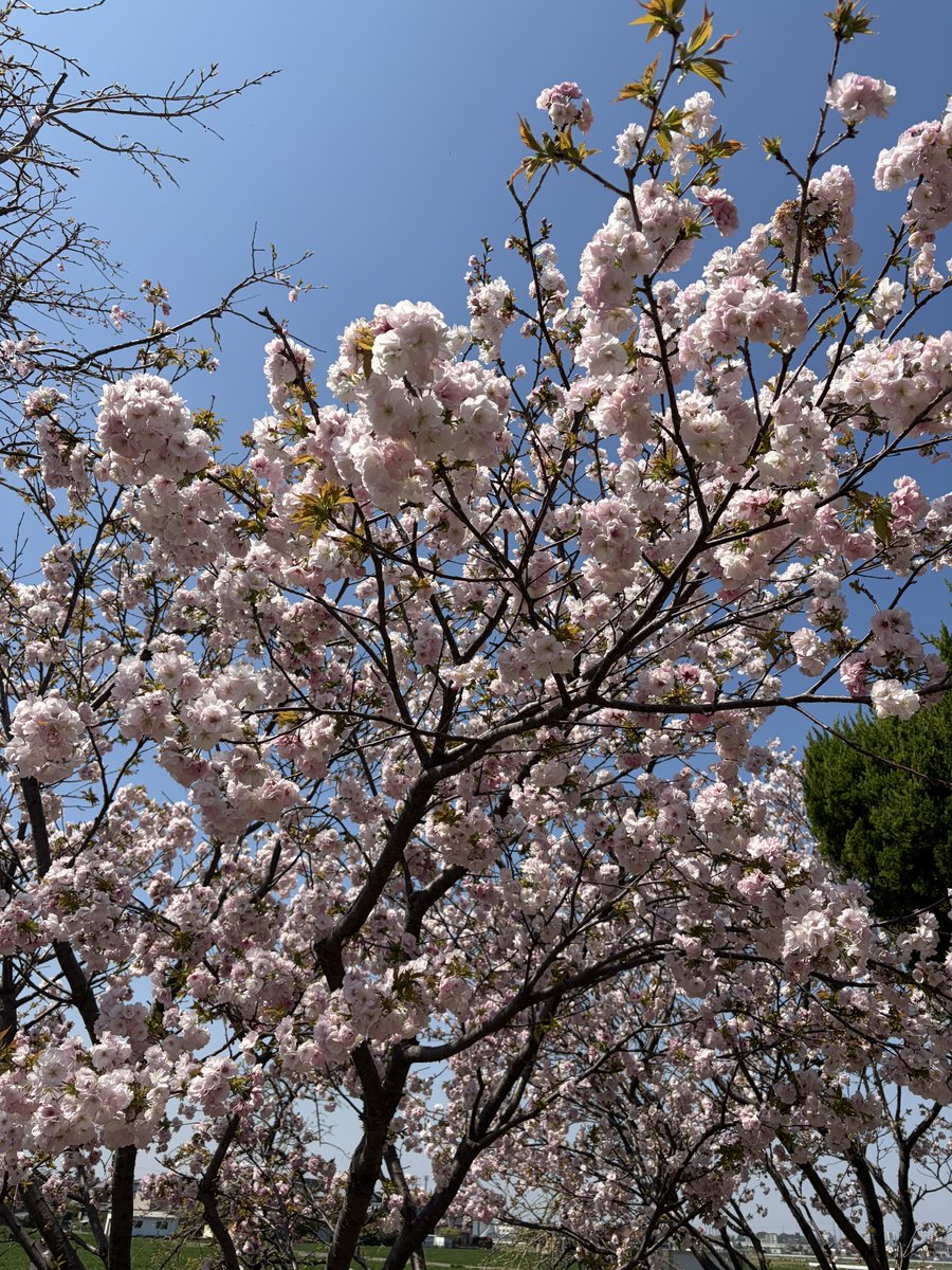 メタカントン tweet media