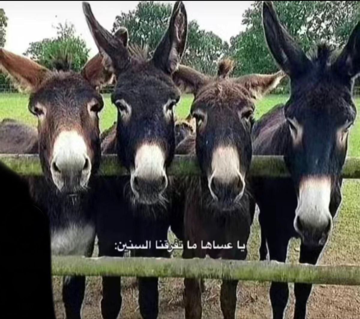 رصاصه فضيه tweet media