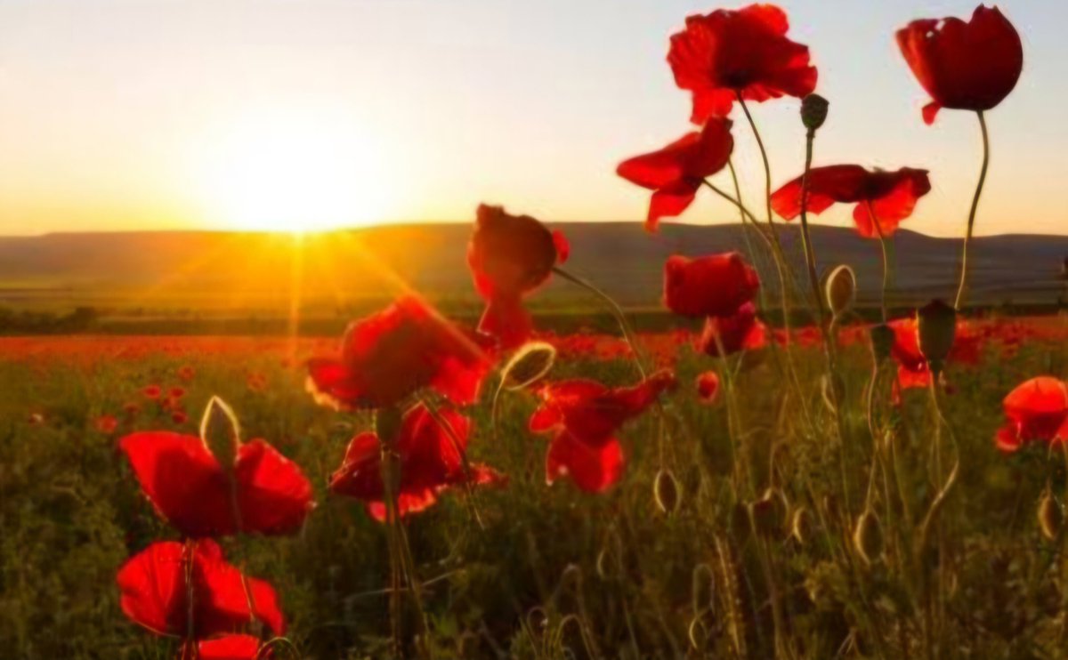 Zedediah Mortimer tweet media