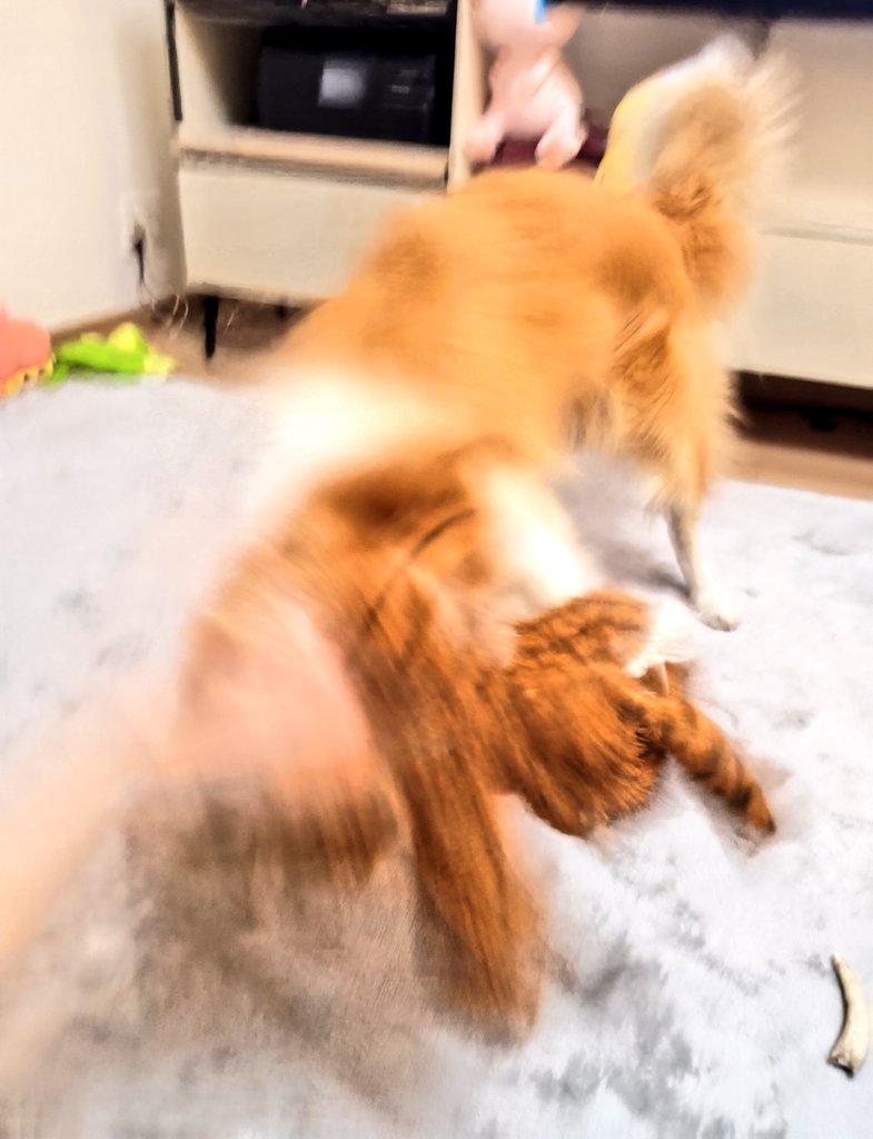 アイリス🐶ボーダー・コリー🐾 tweet media