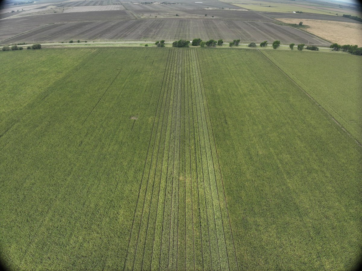 Recorrida por Tardíos🌽

📍Riglos, La Pampa
<a href="/IngHCChaves/">Hector Chaves</a> 
<a href="/lgsemillas/">LG SEMILLAS 🌽🌻🌾🌱</a>