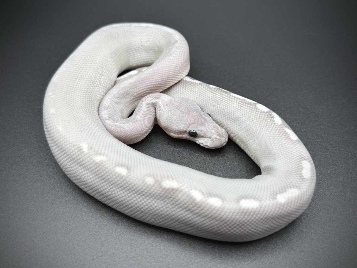 YATONOKAMI_info's tweet photo. 【🐍販売生体のご案内✨】

Ghost Clown ♀ (MG便)
¥268,000

Super GHI Mojave Black Head Ghost ♂ (MG便)
¥268,000

GHI Mojave Black Head Ghost ♂ (MG便)
¥204,000

Ghost Het Clown Pos Chocolate ♂ (MG便)
¥128,000

お問い合わせは公式LINEまで✨

#ボールパイソン
#ballpython
#夜トノ神 https://t.co/DvWHiCLosN
