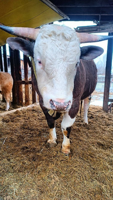 Владимир Максимов tweet media