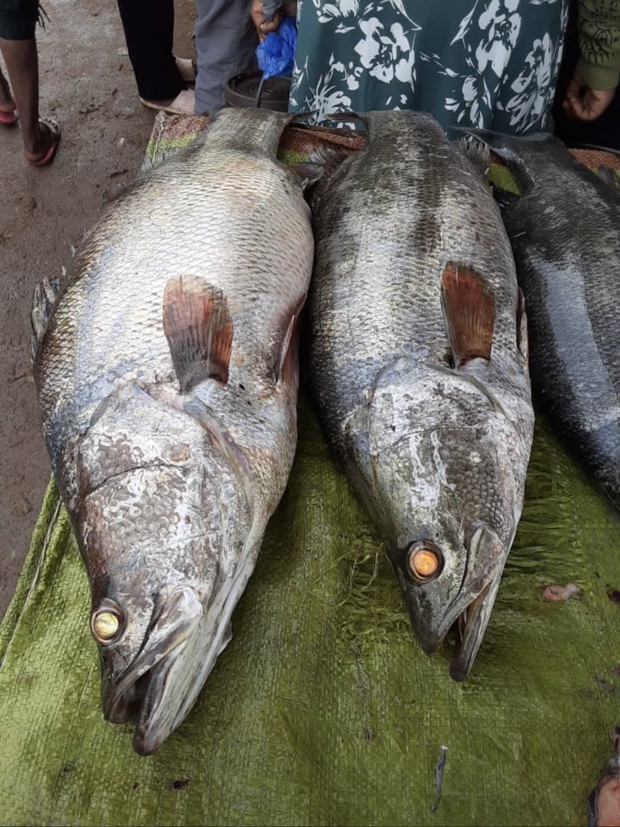 MarekaMalili's tweet photo. Hizi zilikua Mali za wenye viwanda vya ukataji minofu ya samaki.
Siku hizi ni mali za mwenye kisu kikali.
Kuna Wazee wetu waliamini Minofu ya Sangara ni mali za "Wazungu"
Tusisite kuwaambia huu ni urithi wetu.
Nipigie 0762344677 https://t.co/gWp3iVqYew