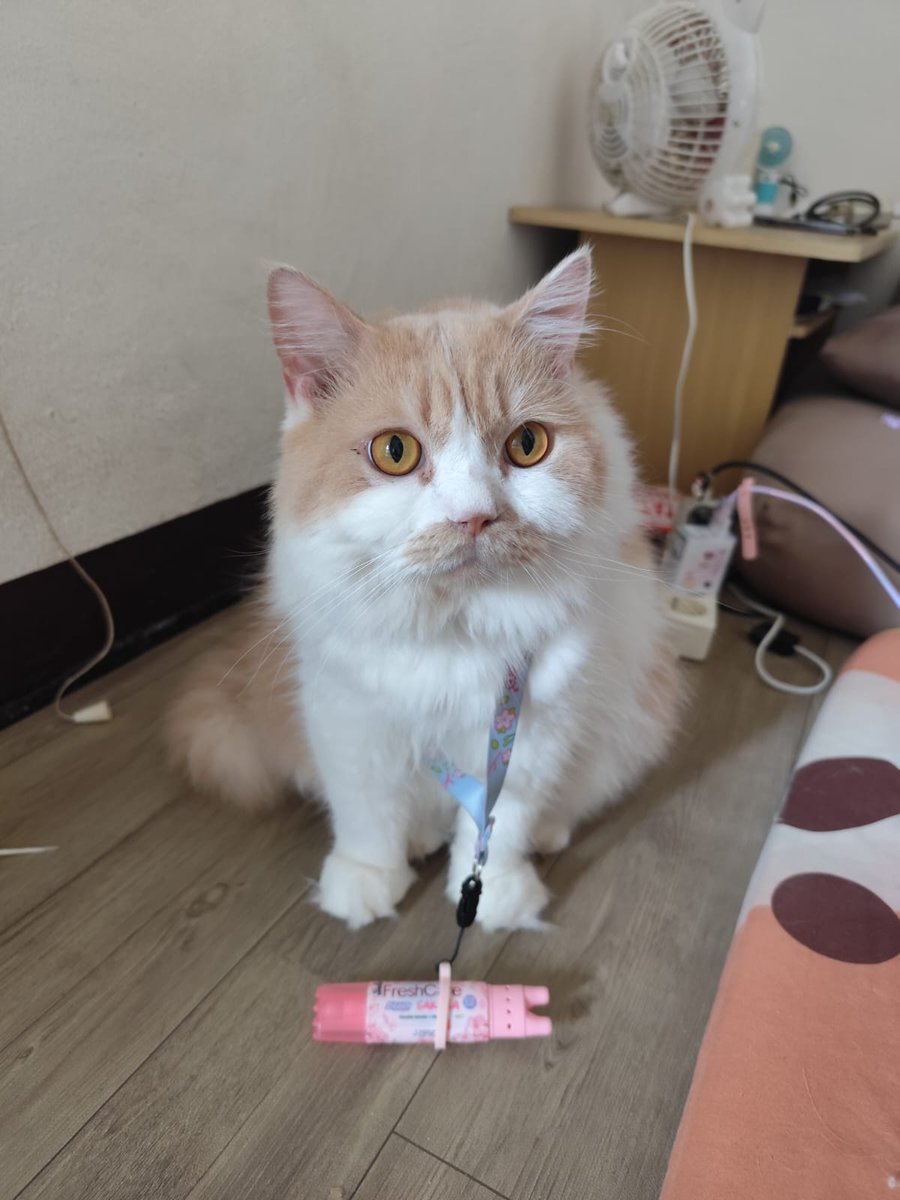 Mocca & M Family 🐱 tweet media