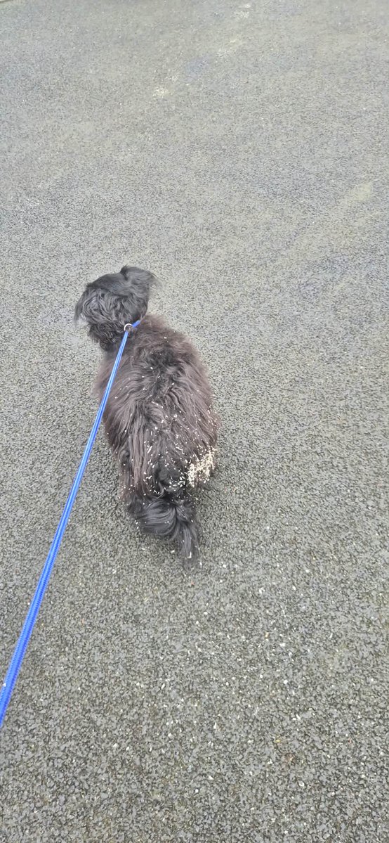 Animal Adoptions UK 🐕‍🦺🐈🐎❤️ tweet media