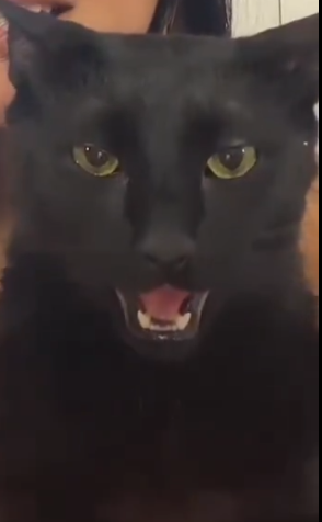 Handsome Cat ✪ tweet media