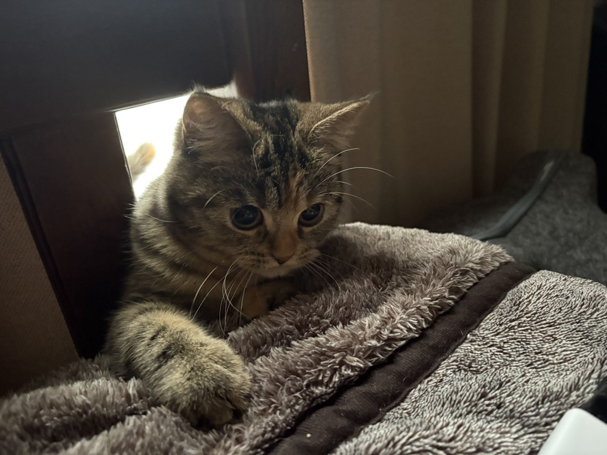 よっこらshot tweet media