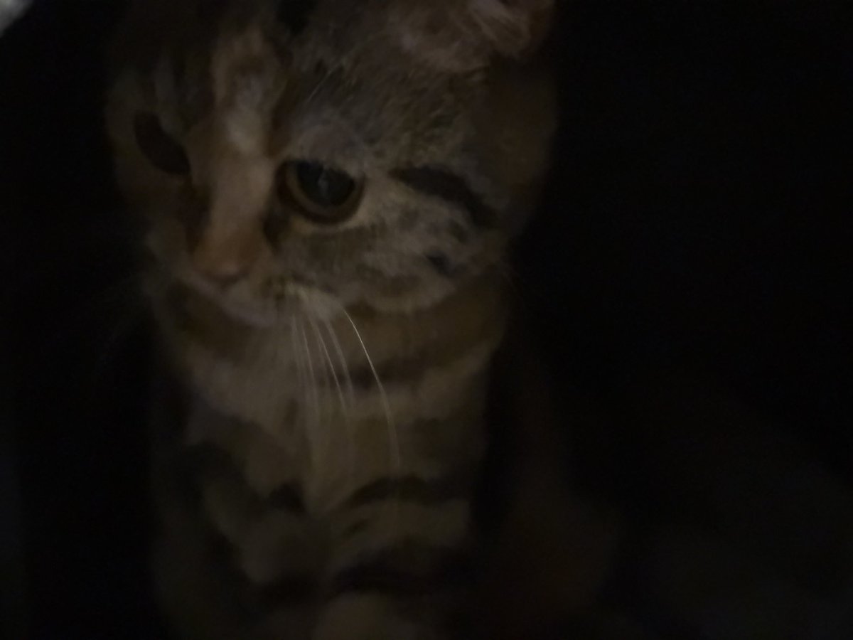 よっこらshot tweet media