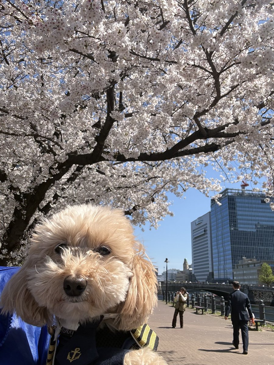 シャイニークルーズ tweet media