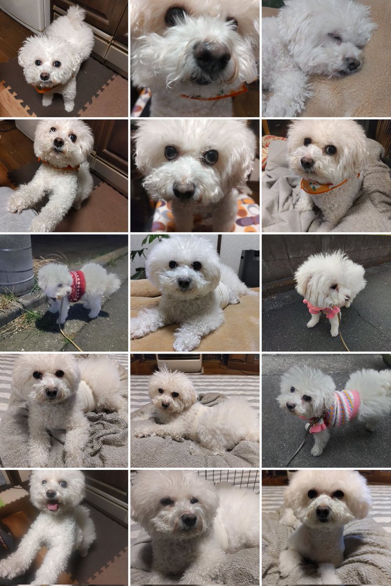 Ｌ.Ｐ.Ｋ.Ｈ.クルリ tweet media