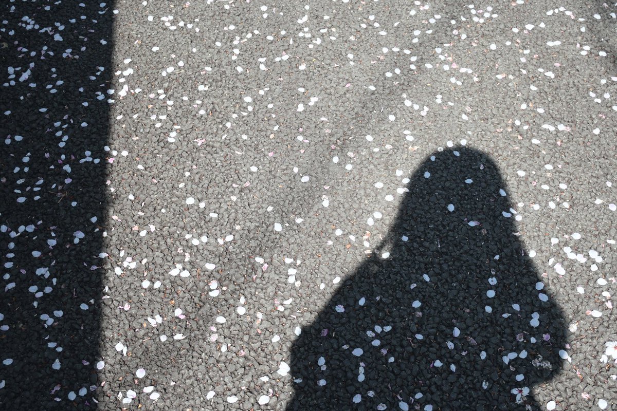 NonnoShi1's tweet photo. お家の近くの桜とユキヤナギ！！📷
春です！！
今日は最高に暖かかった😉 https://t.co/vIAxmc5jSI