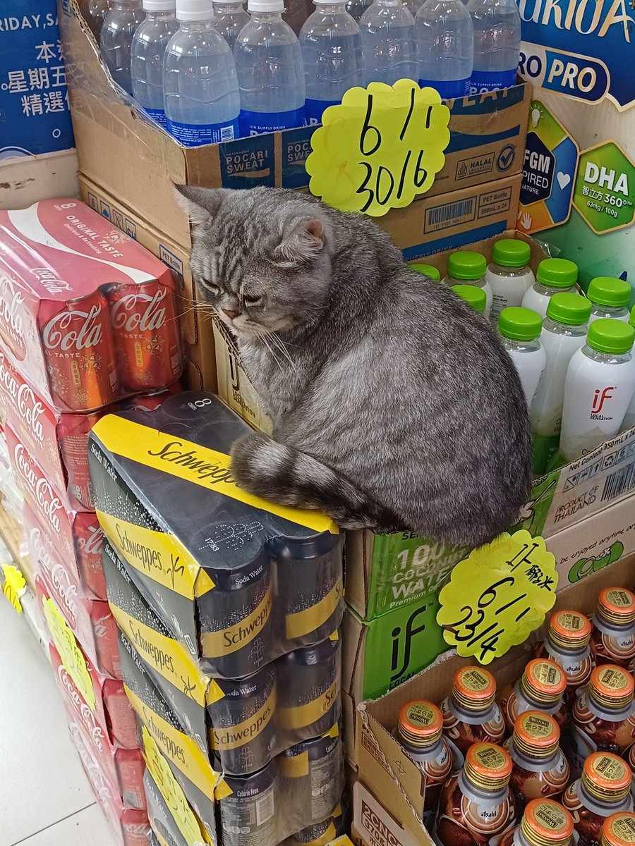 絕望的小米子 tweet media