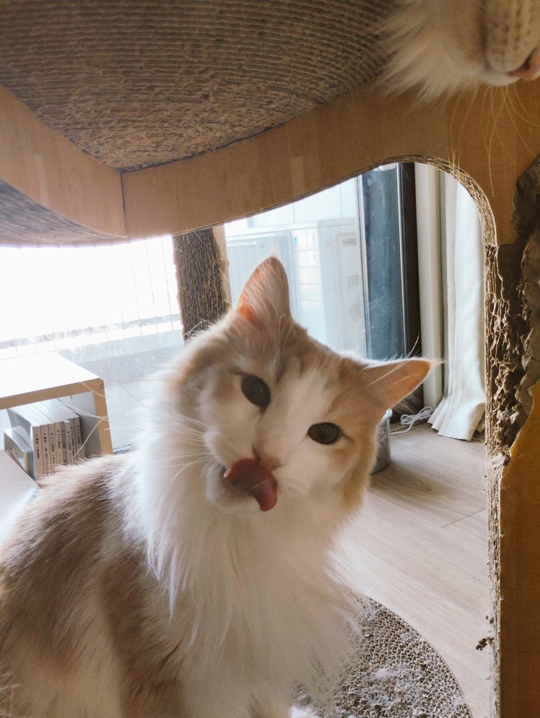 subaruth's tweet photo. てと鶏もも肉食べてる時
あぁそういえばこのこバキバキに肉食獣なんだよねって再認識する
ゾクゾクしちゃう https://t.co/9Na4UnKGna