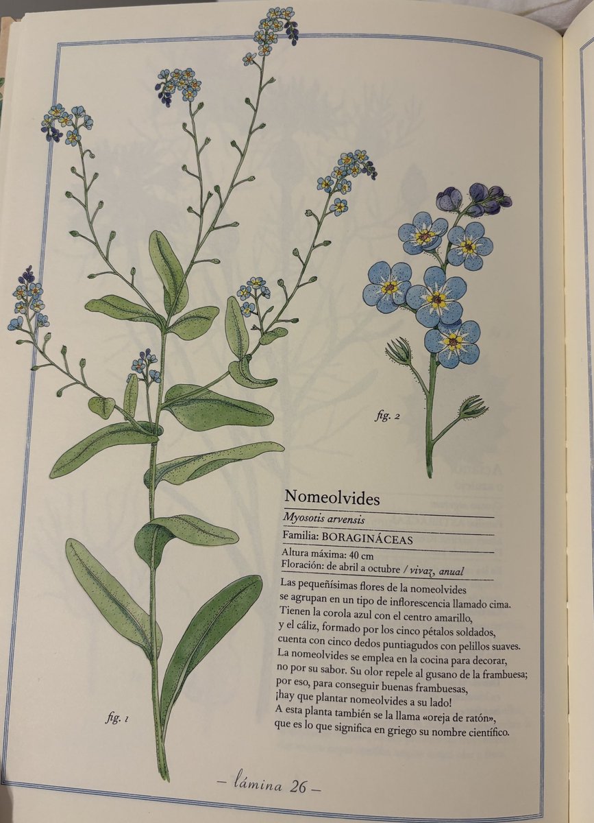 entre nomeolvides 🌟🩵