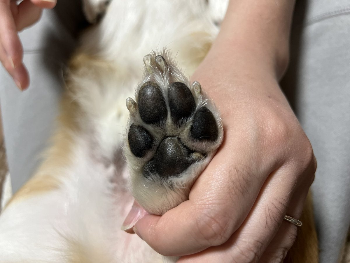 ★ EIN ★@甘えん坊コーギー☻ tweet media