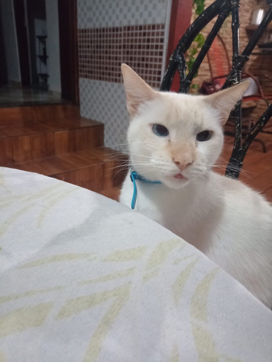 fall_cianuret's tweet photo. bom dia gente, meu gatinho realizou duas cirurgias de emergência ontem e os custos só dos procedimentos estão beirando 5 mil 🥺 criei uma vaquinha e o pix é 6039725@vakinha.com.br https://t.co/v8EcWtnWtb