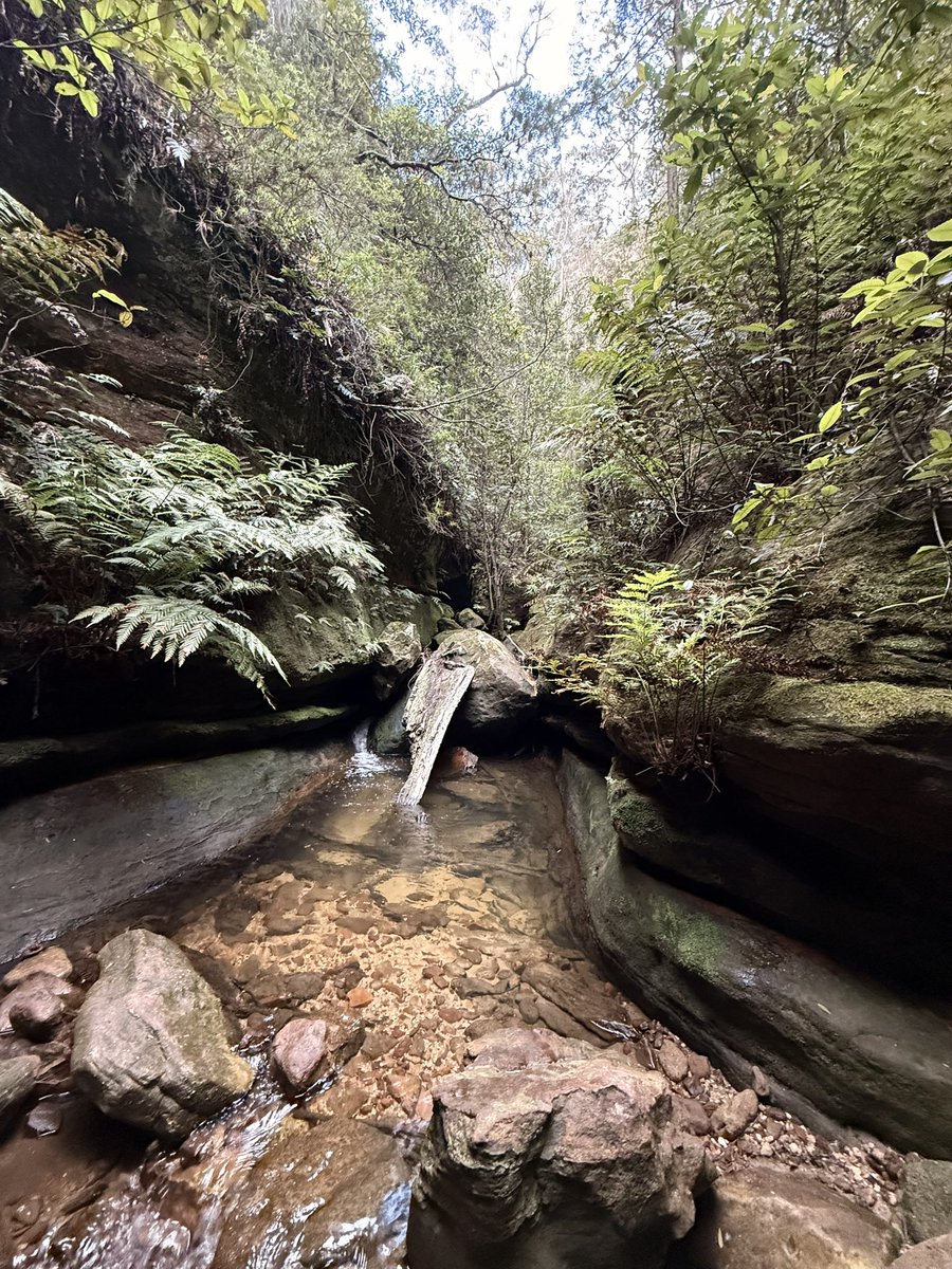 David Shoebridge tweet media