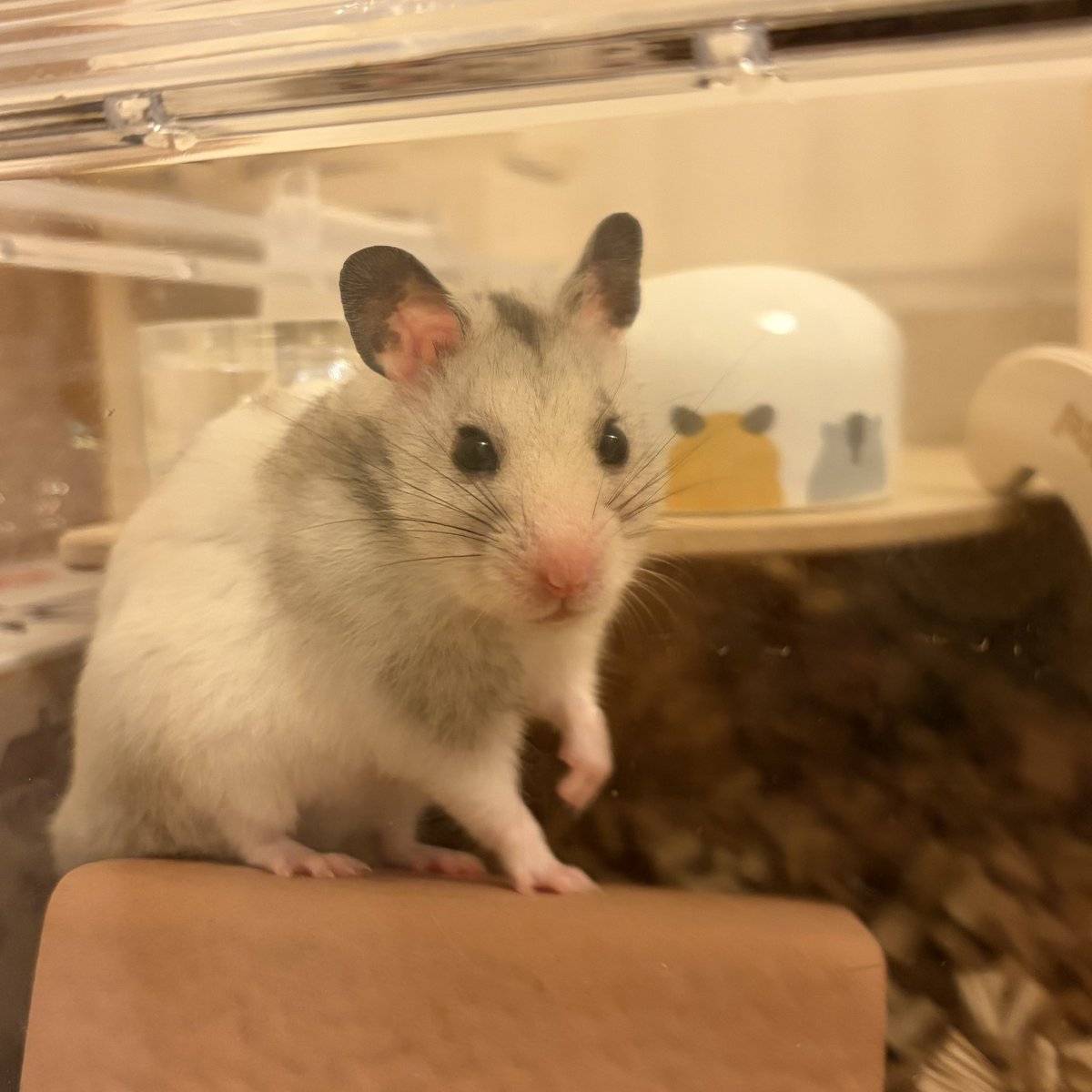 りんまる家のハムスター tweet media