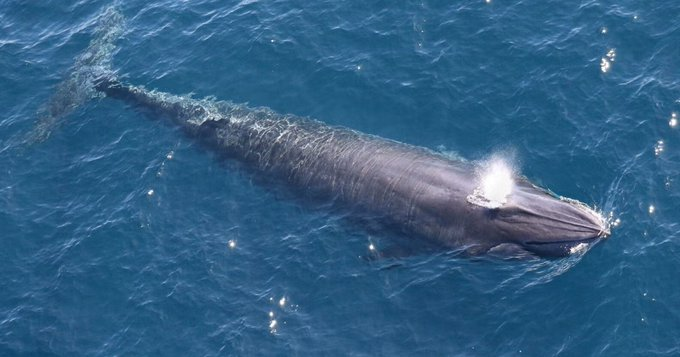 marillion13's tweet image. US petition, for me as German #SharingIsCaring.
Tell Congress: Save Whales From the Extinction Committee
act.biologicaldiversity.org/On457WylAUSAlS…
@CenterForBioDiv