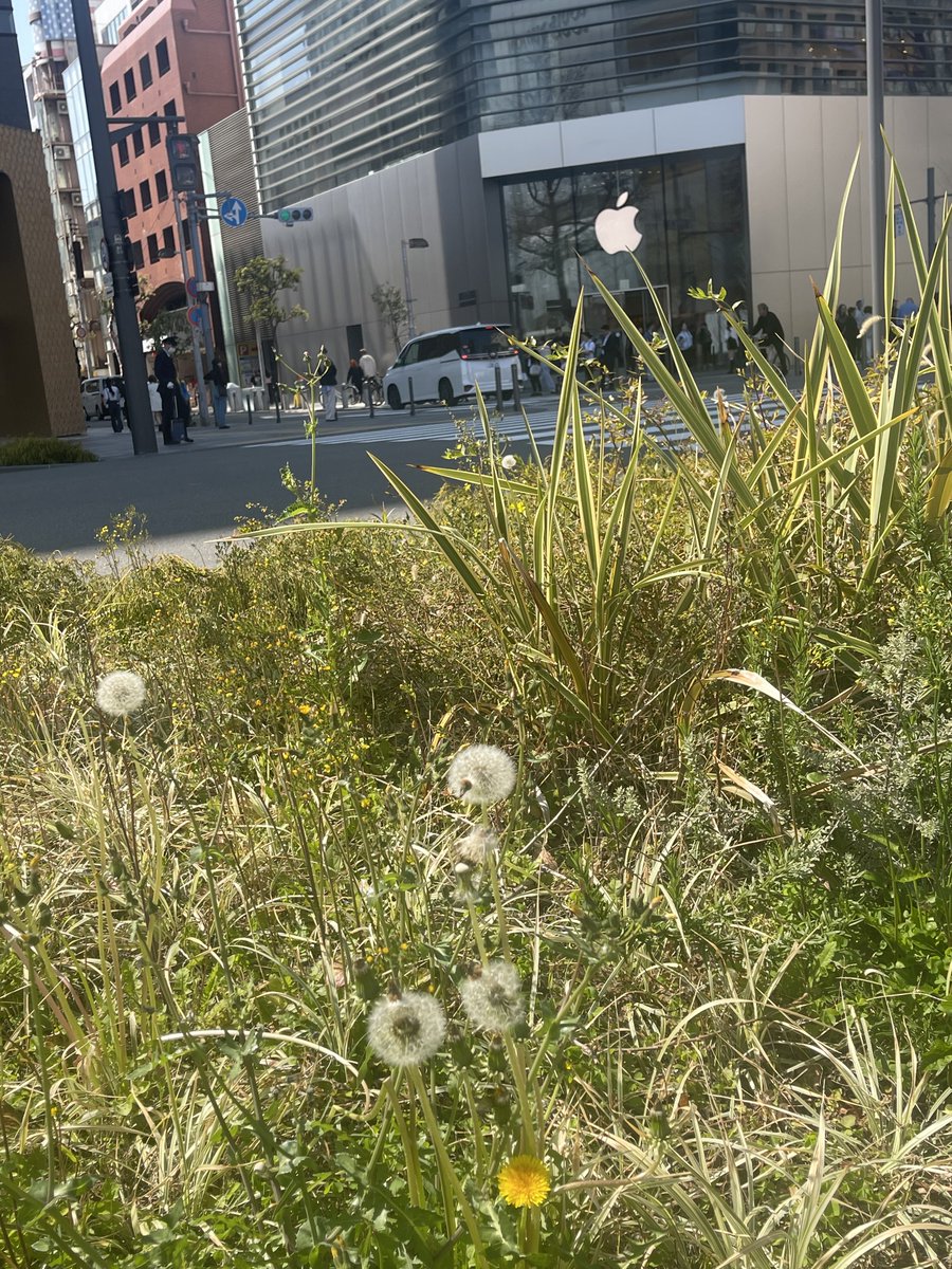 今日のApple心斎橋